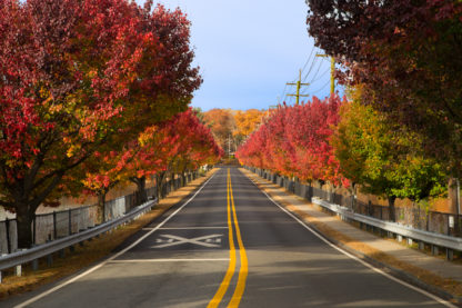 Autumn Road to Color