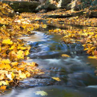 Stream with autumn leaves